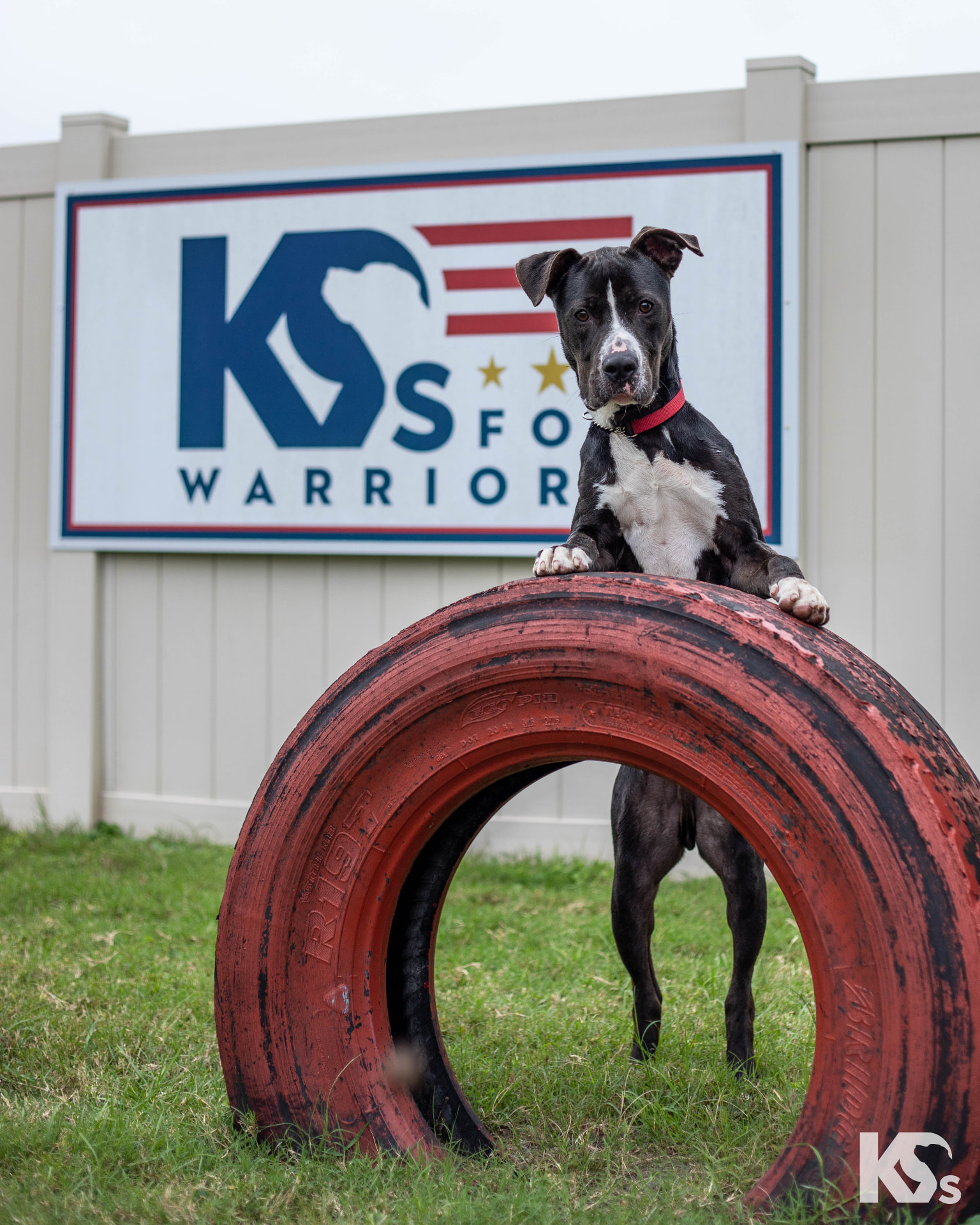 A service dog resting on a tire at the K9s For Warriors campus